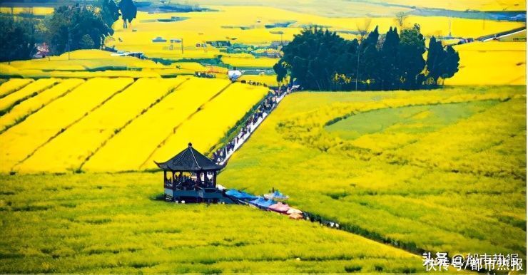山水|新增1万平米彩色花海迷宫，潼南菜花节26日开幕