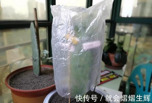 叶仙|蟹爪兰插萝卜上,也能嫁接?这波操作还是头一回见