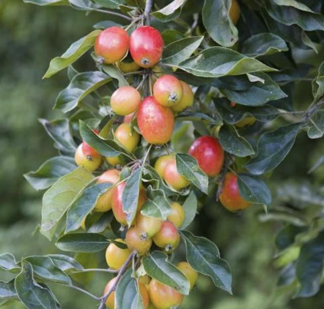 山上的1种“野果树”,被称为海棠树,果子通红,小时候喜欢摘!