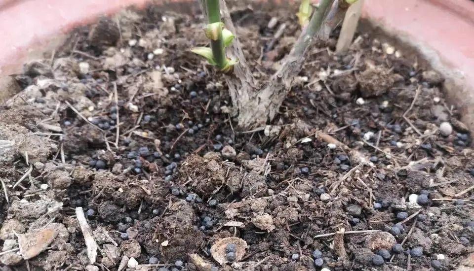 月季冬剪后,及时做3件事,来年长笋开花不会少