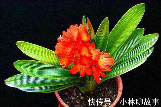 大叶君子兰，养护简单，开花能力强，做好这4点，叶子肥厚花朵大