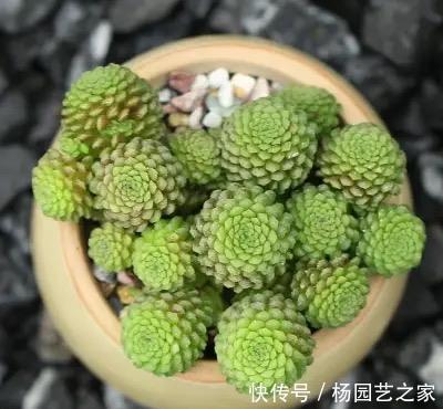 根系|“难养”多肉名单公布，有些很漂亮，谁养谁后悔