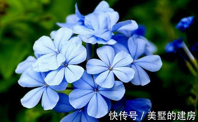 阳台上|农历8月5日开始,养这几款植物,养家里赏心悦目,常年开花不断