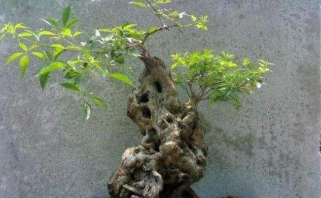 老桩盆景发芽了该怎样修剪修剪时间很重要，别剪错哦！
