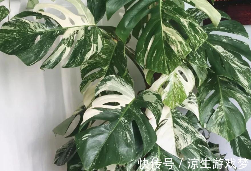 这3样绿植净化空气的效果不输专业仪器,难怪城里人家家都养