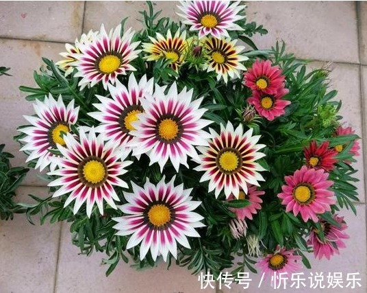 乒乓|5款妖艳的菊花,好养易爆盆,丢在阳台幽香暗淡,花型圆滚惹人爱