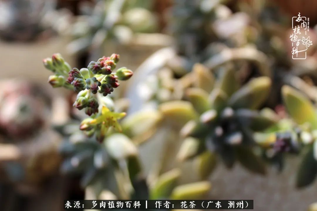 放松心情,静享愉悦,阳光下的多肉是最美的!