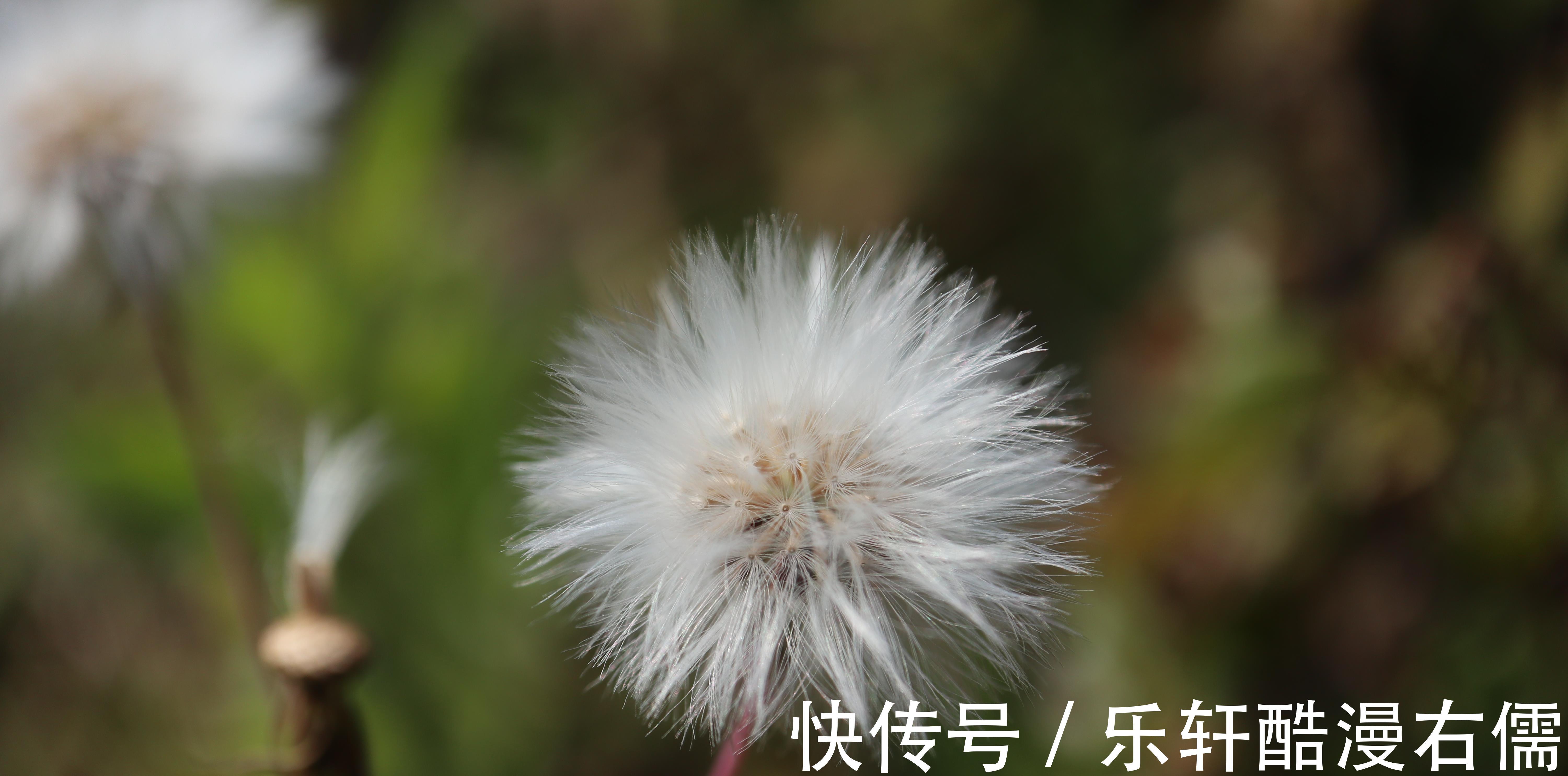 甘木棉|一年四季都可以吃的野菜,常见于菜地或路旁,现在已有人专门种植