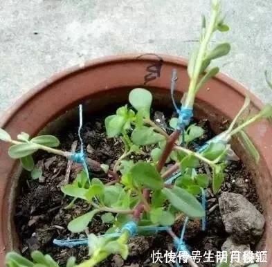 养花|2种“便宜花”,用1招养成“老桩”,美死了,给“1万”都不卖