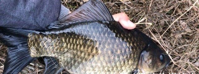 别看这东西便宜,却是鲫鱼最爱吃的饵料,它就在你身边