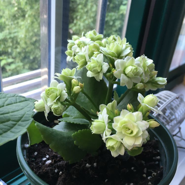 家里养这些花朵,养在阳台,清香味四溢,美如画