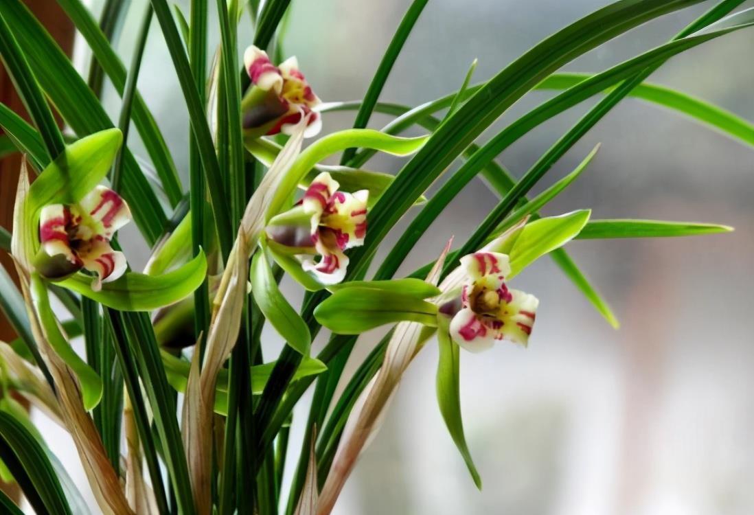 兰花苗弱不长芽?教你3招,老苗变强壮,新苗冒出来