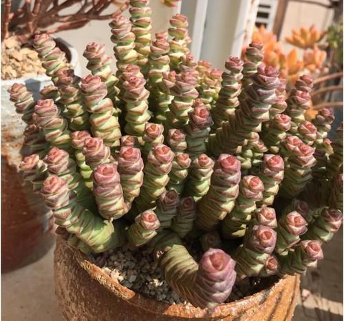 居家盆栽多肉，想选“招财树”养这3款，名字里带财