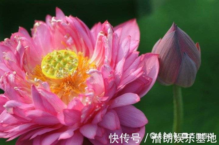 公园|大明湖百亩荷花鲜艳夺目，整个公园变成了鲜花的海洋