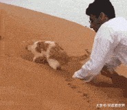 |搞笑GIF：怎么丢了一只，我站在你身上看一下啊