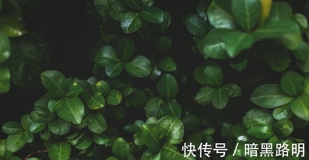 生肖鸡|1天后，缘分突袭，三大生肖以情为墨，痴心等待，相拥而泣