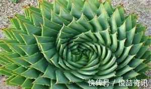 会养花的人，就养2种花，镇宅好寓意，是家庭盆栽佳品！