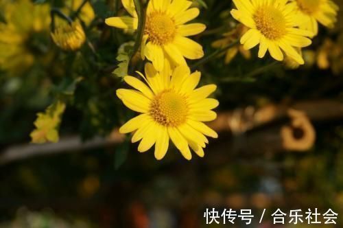 肺部|肺部“清道夫”找到了，没事喝两口，赶走肺毒，肺越来越健康