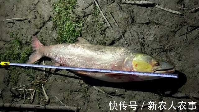 湖北一男子野钓过瘾，意外收获1.68米的“淡水之王”，直接扛回家