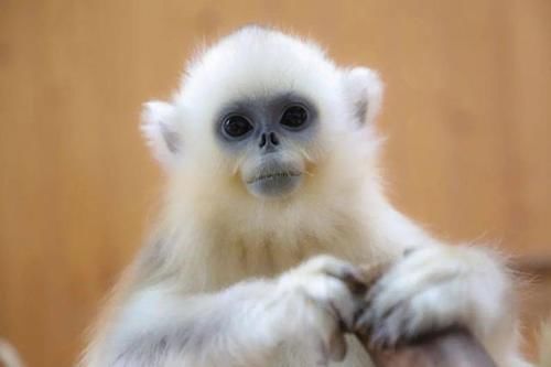 最潮流发型，你pick哪一个？