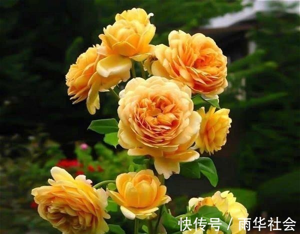 奥斯汀|此花一年开花300天,花朵会散发酒香味,院里养2棵3年爬满墙!