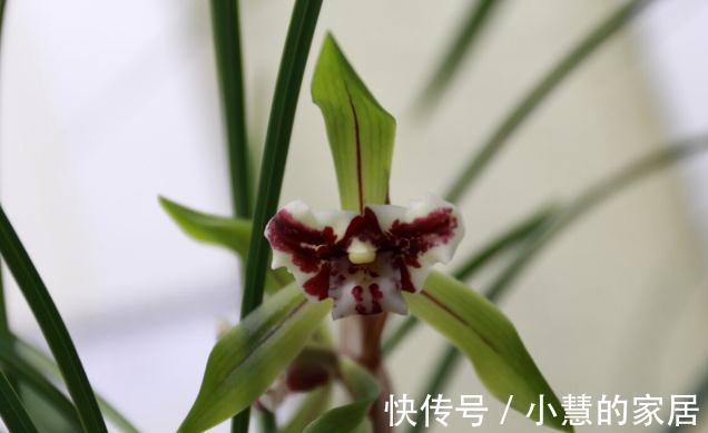 植料|喜欢养兰花,3件事抓紧做,再不做就有些晚了