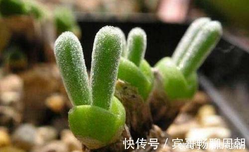 4种漂亮多肉，怕冷难过冬，新手要慎选，来年开春再养也不迟！