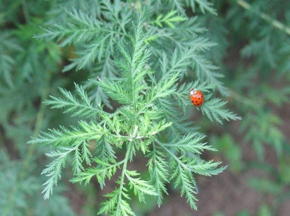 美味|农村常见的四种野菜,美味又非常有营养,若是错当杂草太可惜!