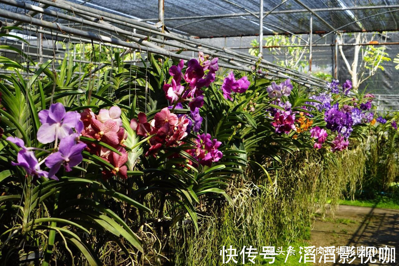 秋天兰花有性格，养护时需要注意些，开花不断