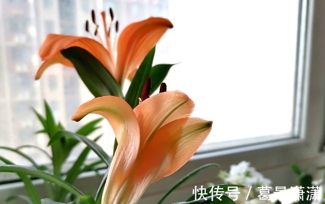 百合花|养这7种花，预算够就买好的，预算不够干脆别买