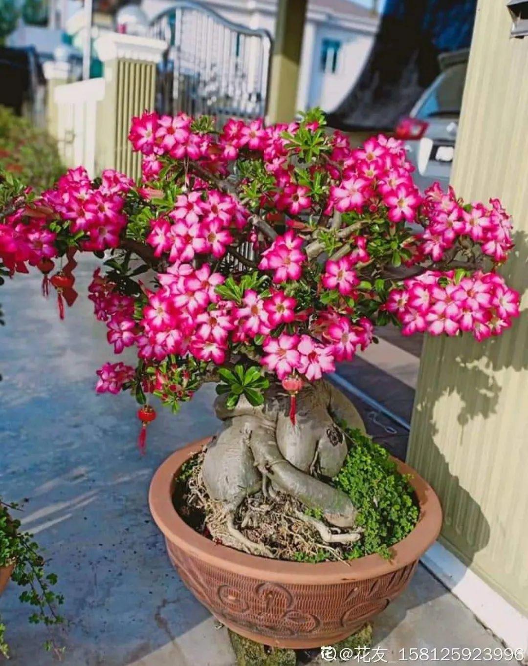 叶子|家里养棵“丑八怪”,霸气镇宅,越养越爱