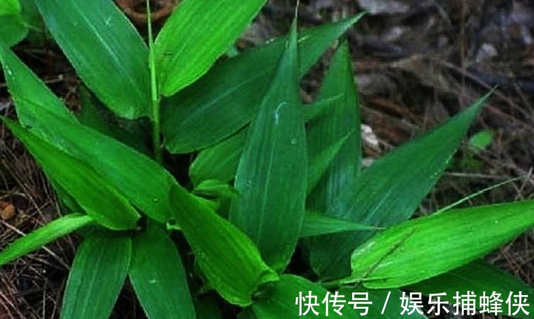 野生|农村这种野生的植物,拿来煲汤喝起来美味,营养价值也高!