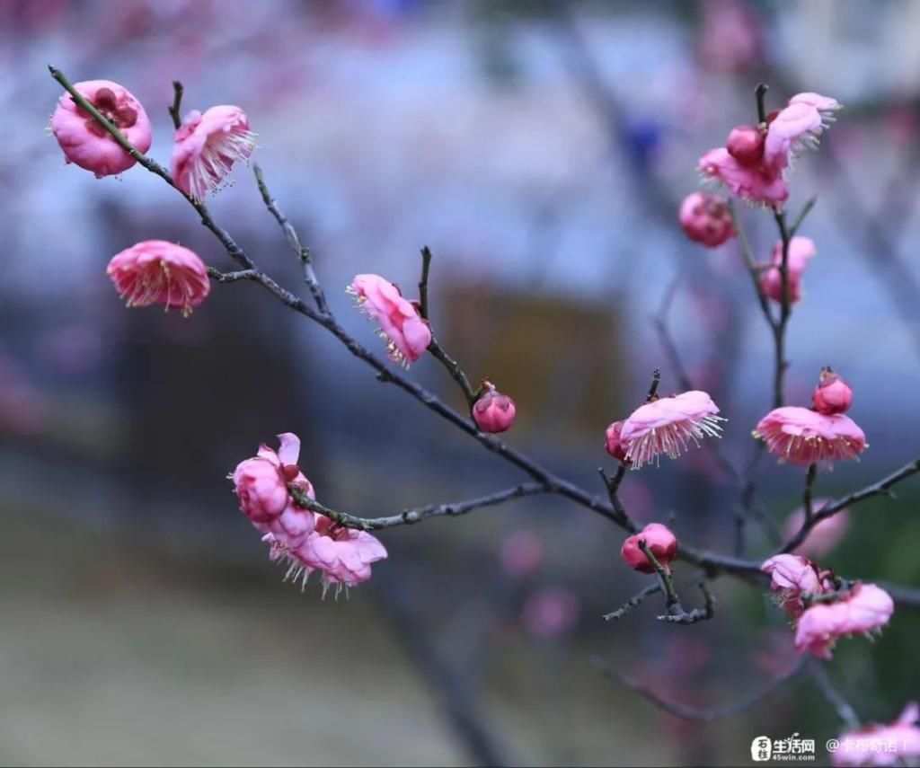 李花|石柱，花开啦！