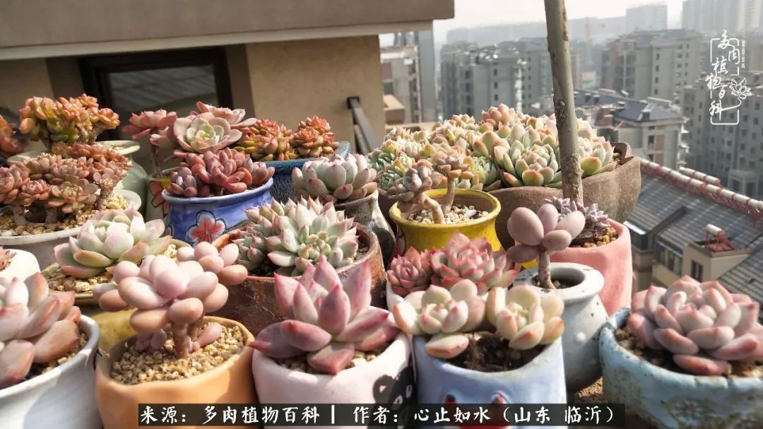 养多肉不只是说说而已，只要肯用心，它们绝对不会辜负你！