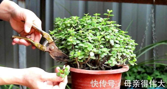 冬至后,盆栽养花有这3种症状该马上换土,一刻都甭多等