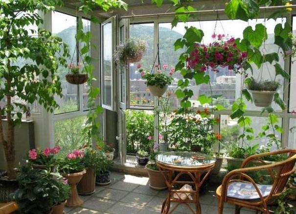 在家养花，该如何解决虫害难题3个妙招，保你杀虫没顾虑