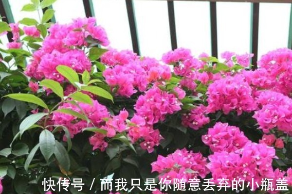 三角梅不开花咋办教你4个“妙招”,20天嗖嗖冒花芽,花开爆盆