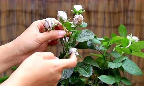 月季花施肥几个小技巧,花大色艳开花勤,简单有效还实用