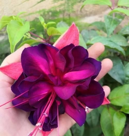 “最累”的8种花,花开连续几个月,一次开花几百朵!