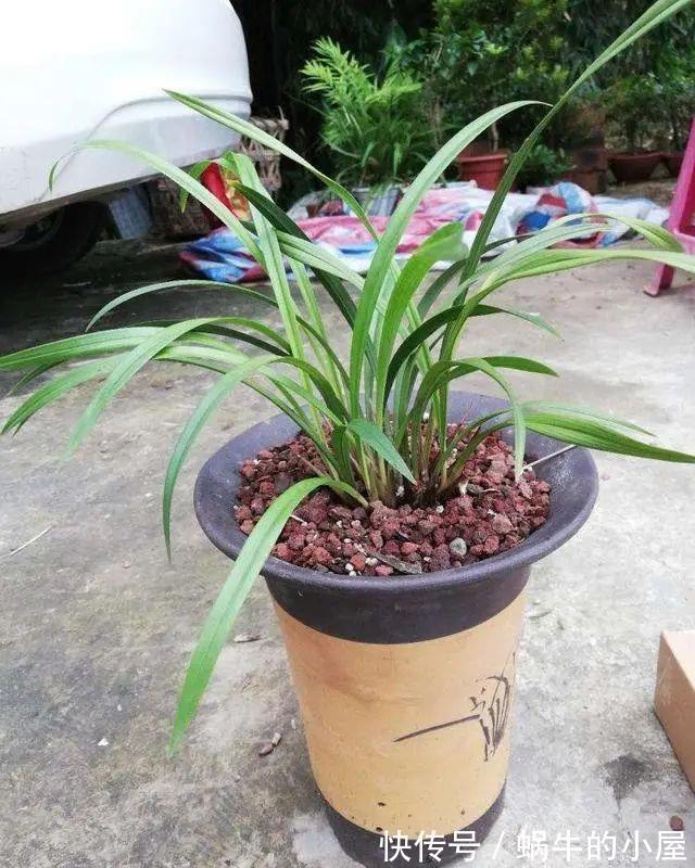 浇水|养兰花，不能太“娇惯”，像这样给它点“危机感”，开花香又多