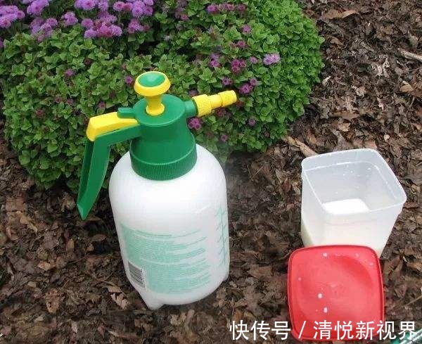 氮肥|蟹爪兰不洗澡怎么可能油嫩猛蹿赶紧拿点东西，随便一抹就能爆长