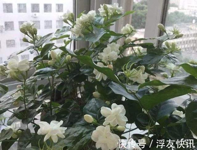 茉莉花最爱3种“肥料”，家中就有，浇一点，花大芳香、开爆盆！