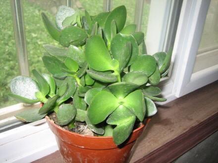 修剪|9月如何养玉树2个“技巧”，让它更加繁茂，枝干木质化，成小树