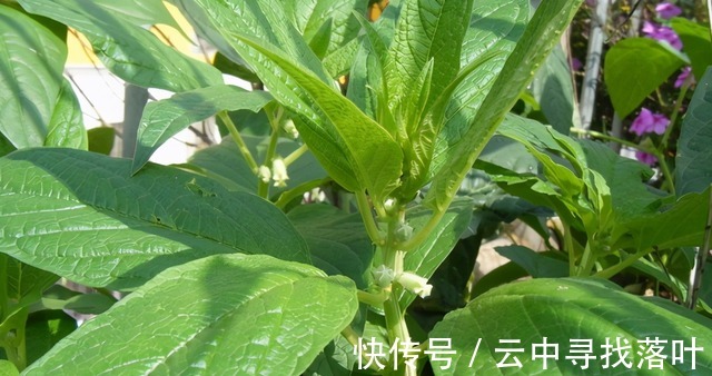 芝麻|芝麻叶你吃过吗不仅美味下饭，且还是个宝贝，受到大家的青睐！