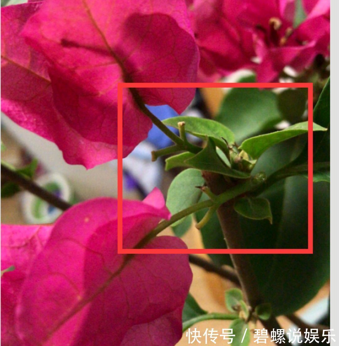 修剪|关于三角梅的花后修剪，剪对一个小开关，秋季开花爆盆连续不断