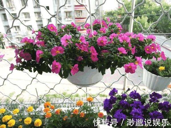 秋天|几个小动作秋天必做，养花也是要稍作调整！