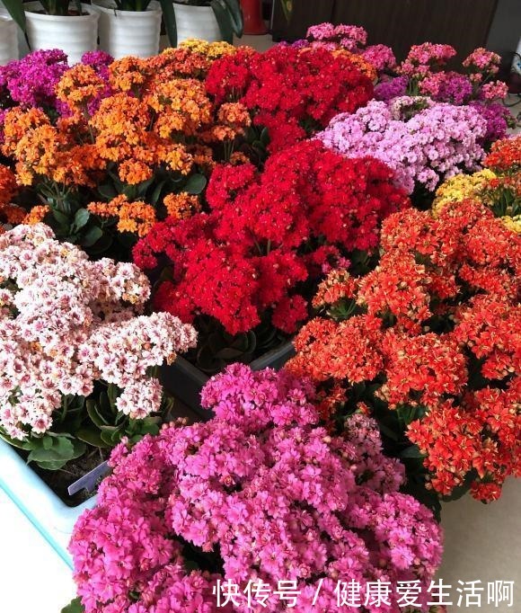 长寿花养5年,窜到一米八,三枝托九叉,开成花树,震撼全家!