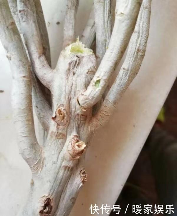 买到“僵尸”黑法师,处理一下,用点“激素生长水”,还能保条命