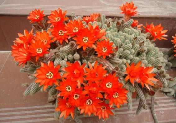 最适合懒人养的“4种花”,漂亮好养,一个月不管,花开满盆,美