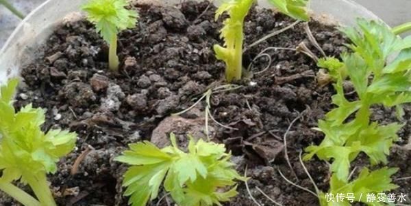 吃剩的油桶不要扔，教你三种方式做成花盆，简直不要太漂亮